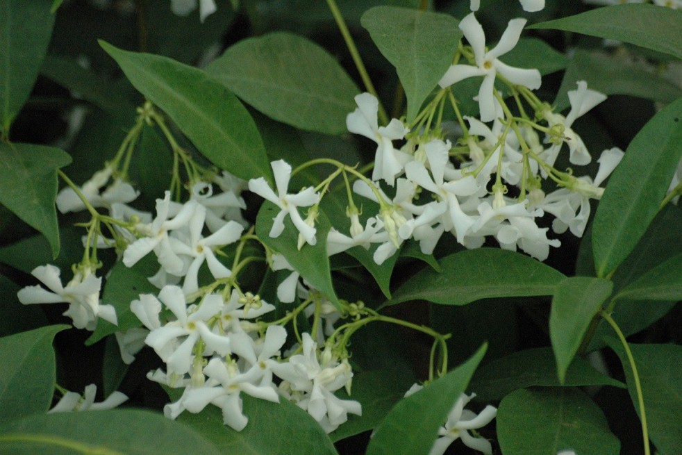 Star Jasmine