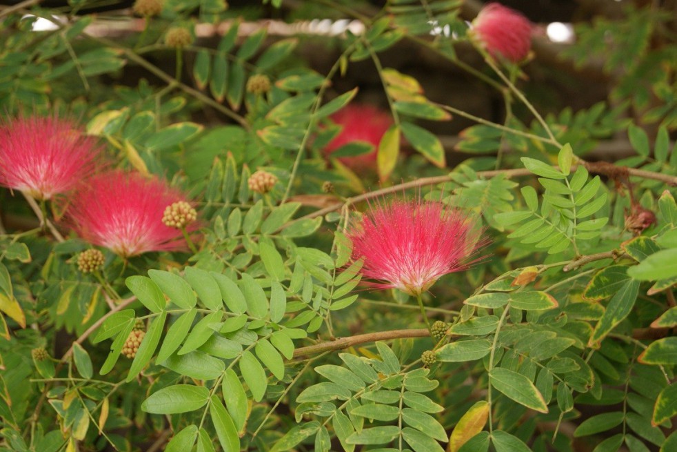 Powder-puff tree