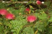 Powder-puff tree