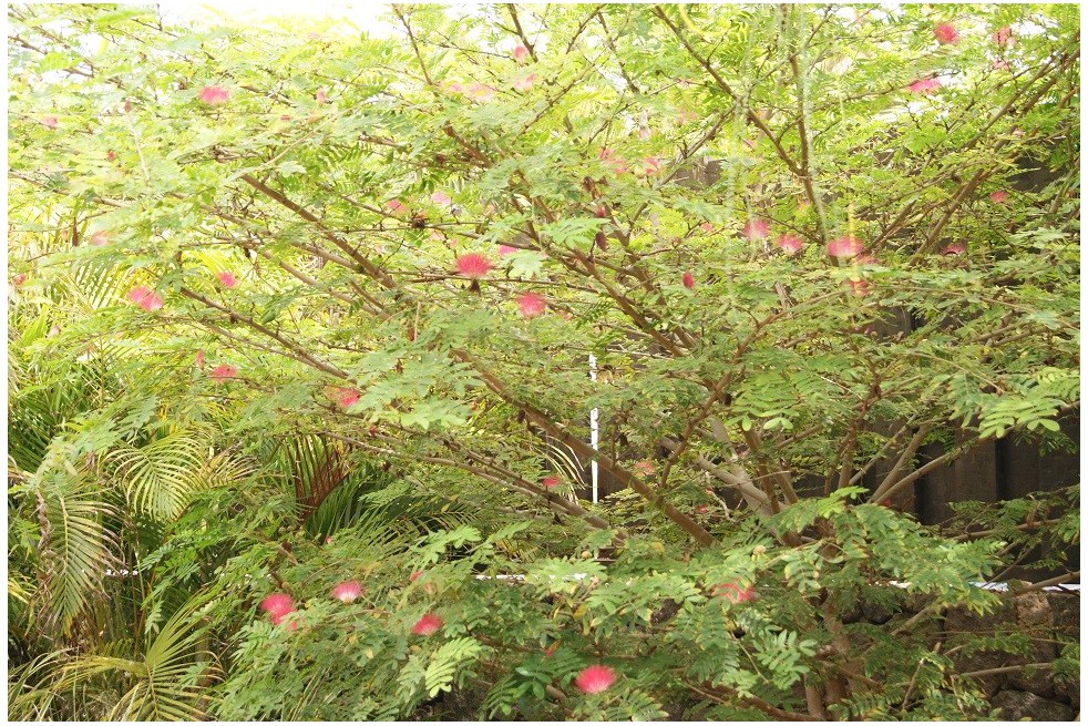 Powderpuff Tree