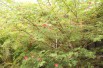 Arbre aux houppettes