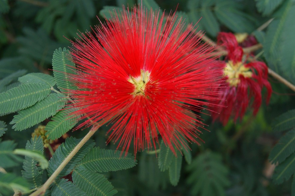 Powderpuff Tree
