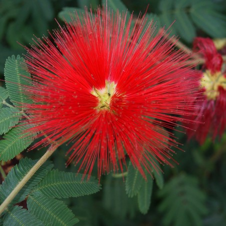 Powder-puff tree
