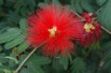 Powder-puff tree