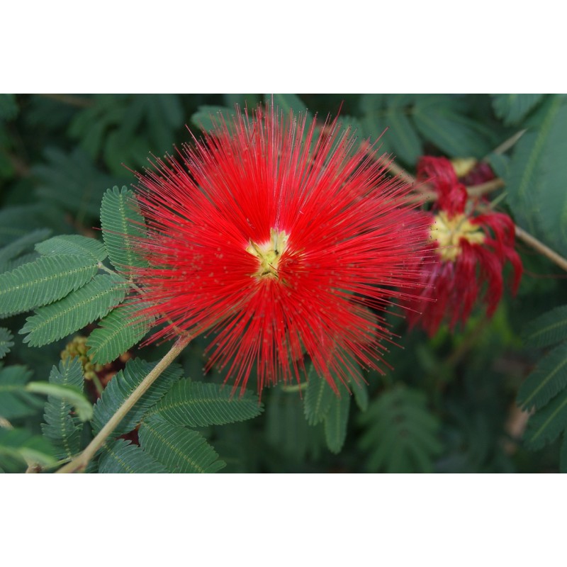 Powderpuff Tree - Calliandra Tweedii