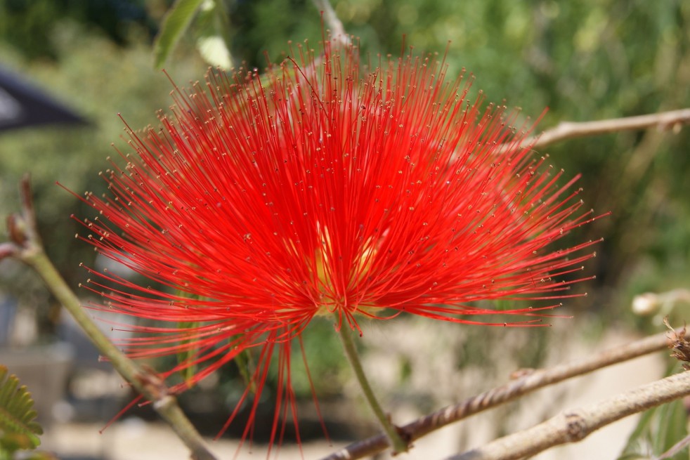 Arbre aux houppettes