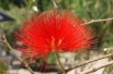 Powder-puff tree