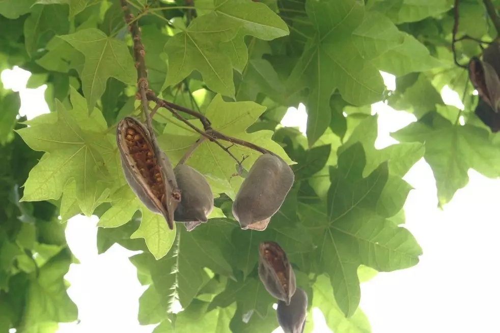 Lacebark Tree