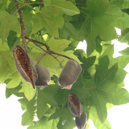 Lacebark Tree