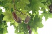 Lacebark Tree