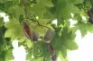 Lacebark Tree