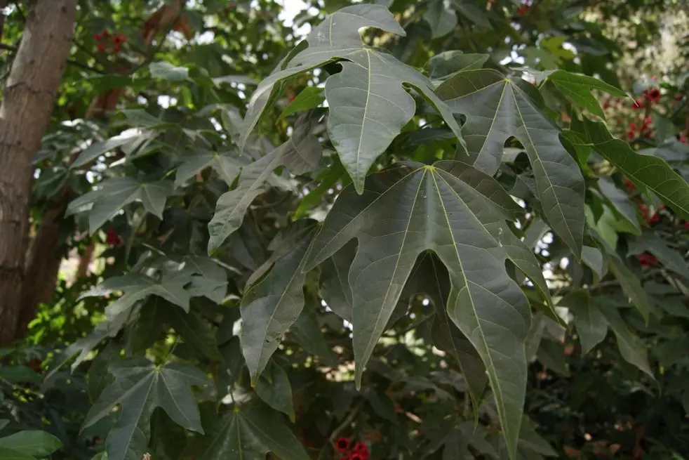 Lacebark Tree