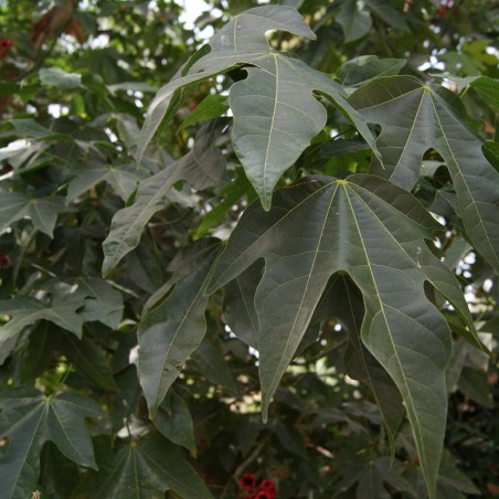 Lacebark Tree
