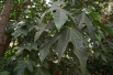 Lacebark Tree