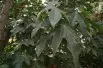 Lacebark Tree