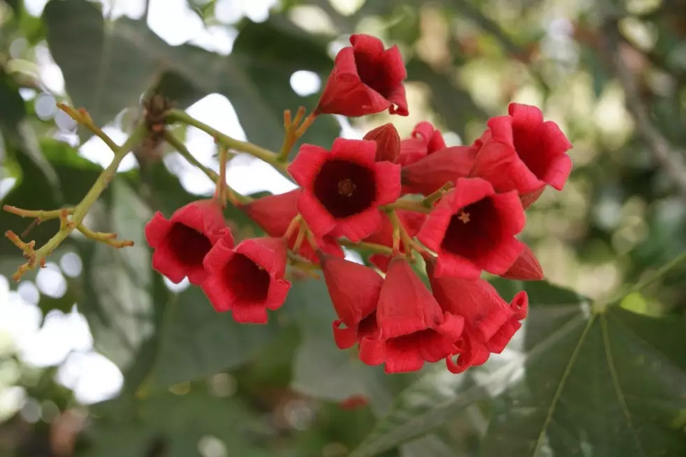 Lacebark Tree