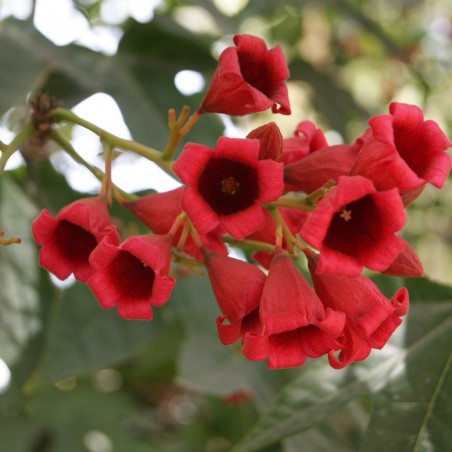 Lacebark Tree