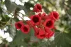 Lacebark Tree
