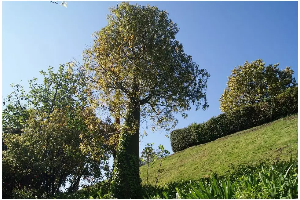 Lacebark Tree