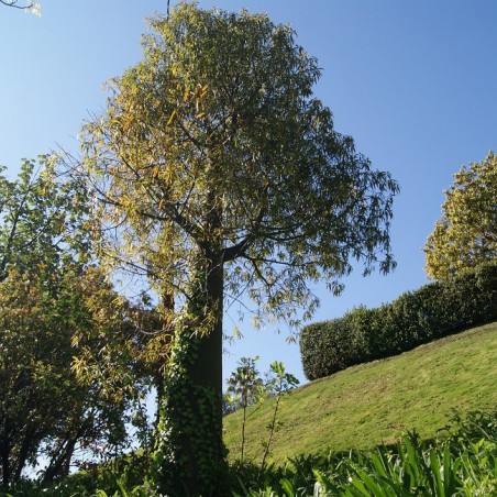 Arbre bouteille