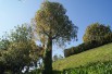 Lacebark Tree