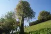 Lacebark Tree