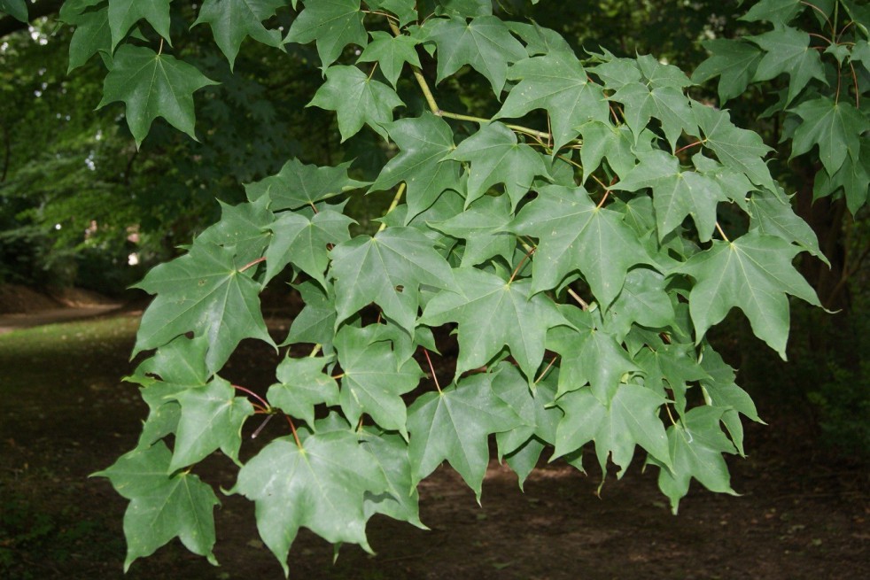 Cappadocian maple