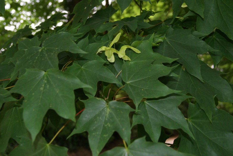 Cappadocian maple