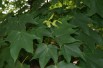 Cappadocian maple