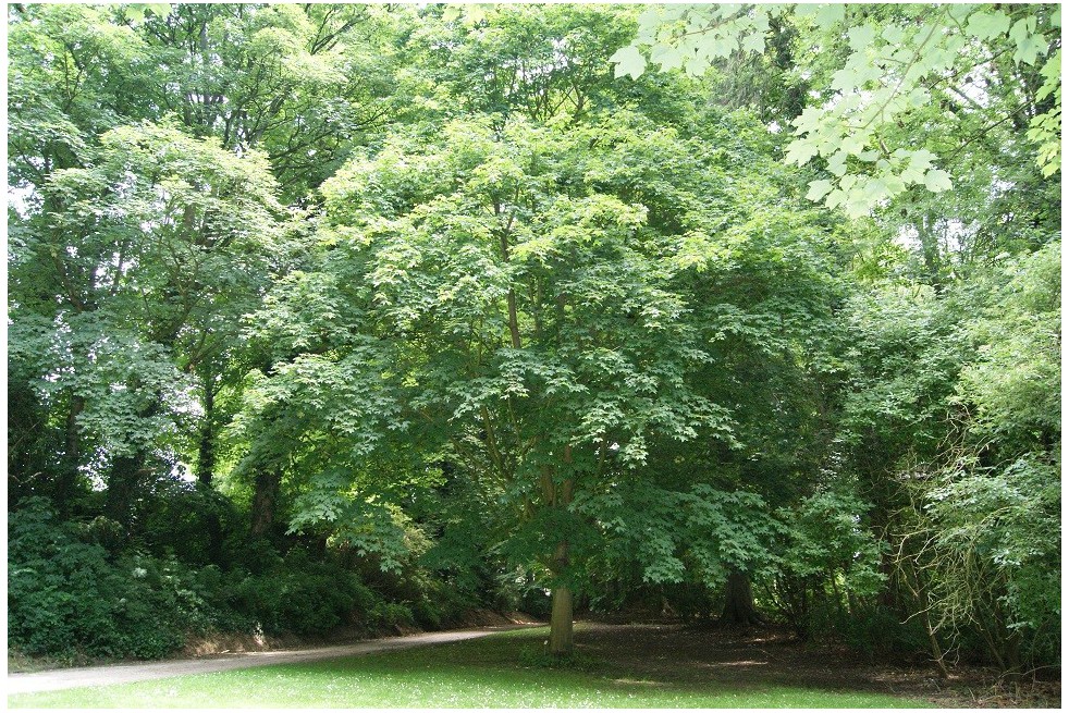 Cappadocian maple