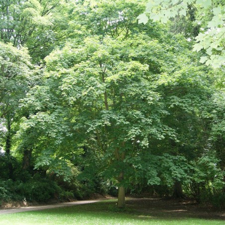 Cappadocian maple