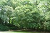 Cappadocian maple