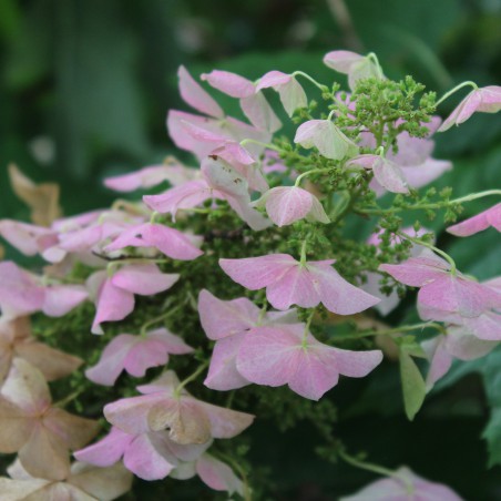 Hortensia à feuilles de chêne