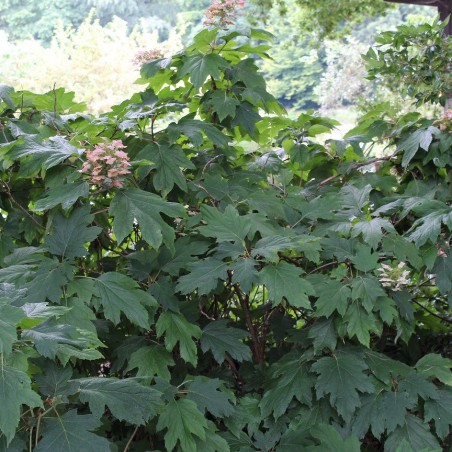 Oakleaf Hydrangea