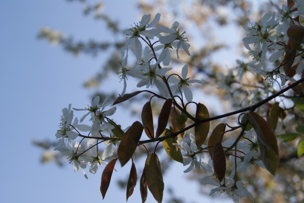 Canadian serviceberry