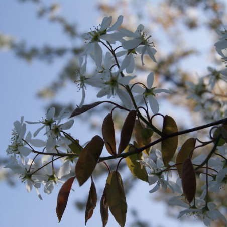 Canadian serviceberry