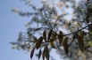 Canadian serviceberry