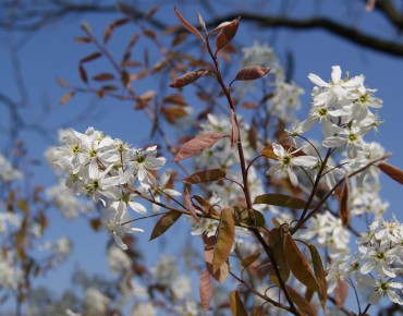 Canadian serviceberry