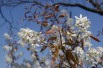 Canadian serviceberry