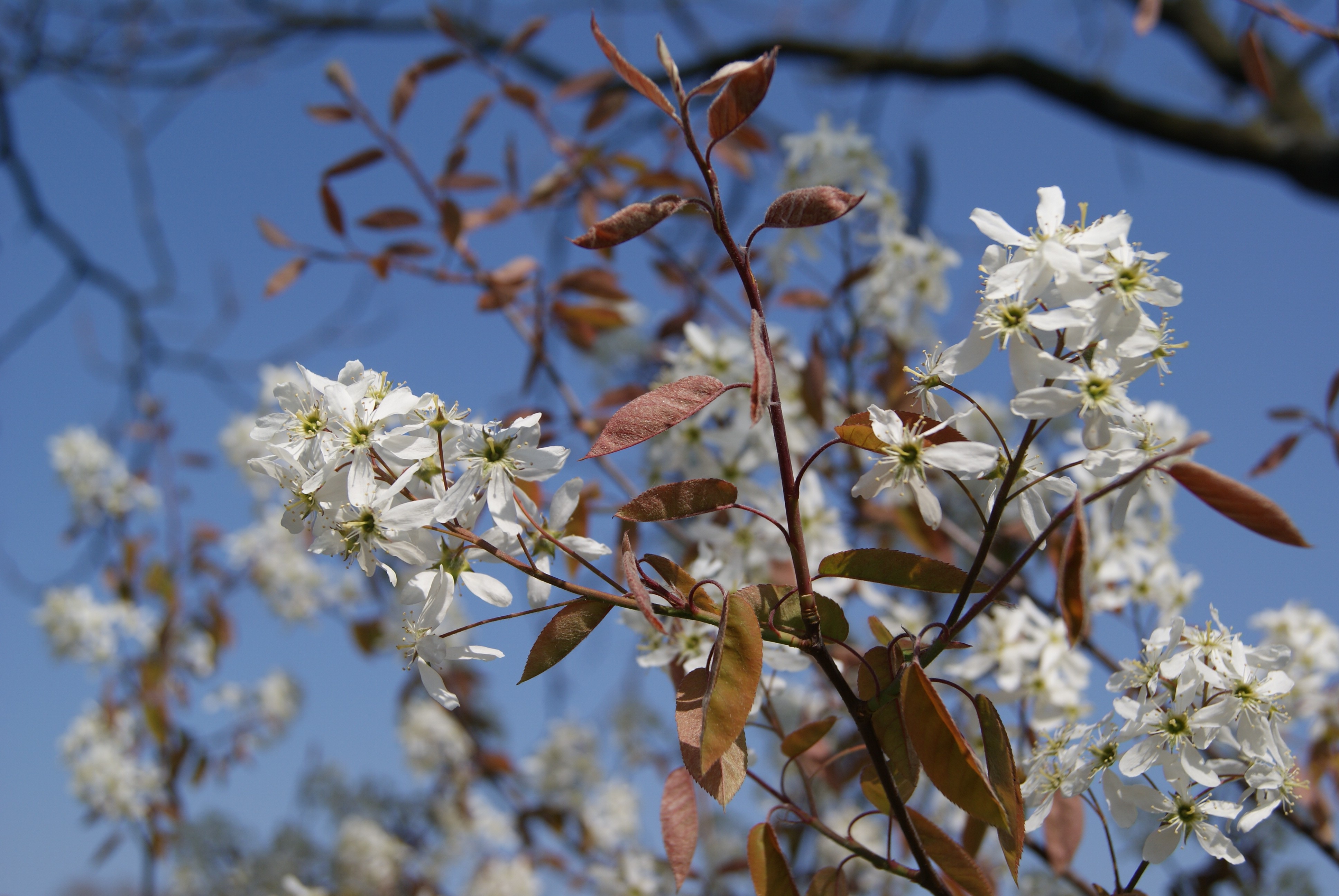 Canadian serviceberry Glenform Rainbow Pillar