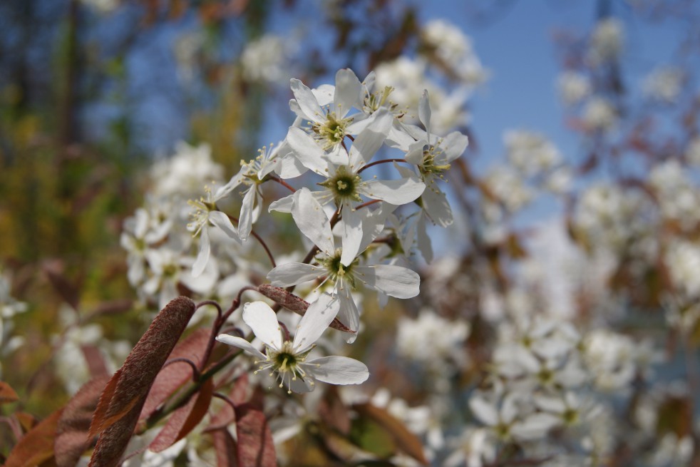 Canadian serviceberry