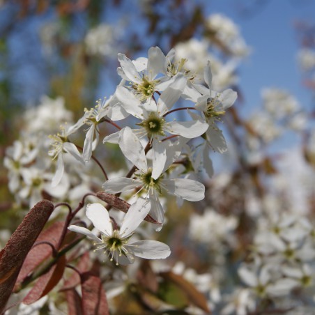 Canadian serviceberry