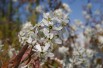 Canadian serviceberry