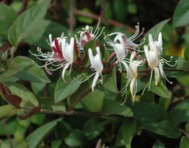 Japanese Honeysuckle