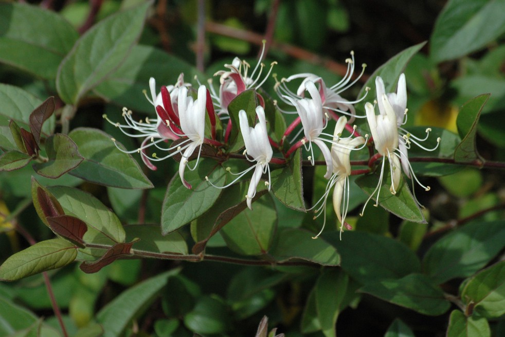 Japanese Honeysuckle