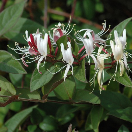 Japanese Honeysuckle