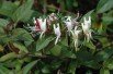 Japanese Honeysuckle