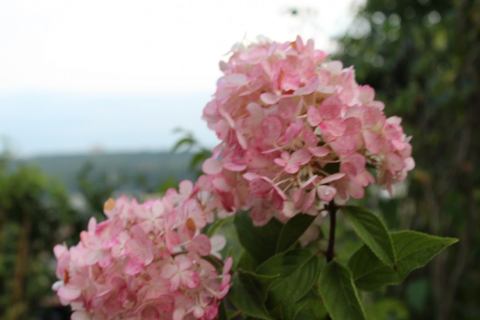 Hortensia Vanille Fraise
