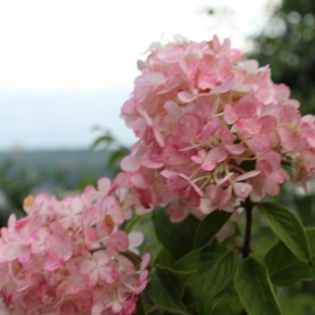 Pluimhortensia Vanille Fraise ®