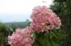 Hortensia Vanille Fraise